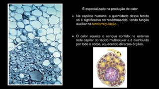 É especializado na produção de calor
⮚ Na espécie humana, a quantidade desse tecido
só é significativa no recémnascido, tendo função
auxiliar na termorregulação.
⮚ O calor aquece o sangue contido na extensa
rede capilar do tecido multilocular e é distribuído
por todo o corpo, aquecendo diversos órgãos.
 