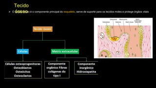 Tecido
ósseo
⮚ O tecido ósseo é o componente principal do esqueleto, serve de suporte para os tecidos moles e protege órgãos vitais
 