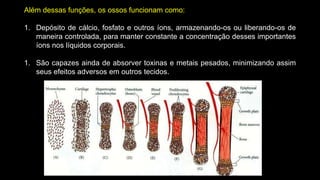 Além dessas funções, os ossos funcionam como:
1. Depósito de cálcio, fosfato e outros íons, armazenando-os ou liberando-os de
maneira controlada, para manter constante a concentração desses importantes
íons nos líquidos corporais.
1. São capazes ainda de absorver toxinas e metais pesados, minimizando assim
seus efeitos adversos em outros tecidos.
 