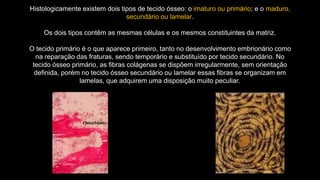 Histologicamente existem dois tipos de tecido ósseo: o imaturo ou primário; e o maduro,
secundário ou lamelar.
Os dois tipos contêm as mesmas células e os mesmos constituintes da matriz.
O tecido primário é o que aparece primeiro, tanto no desenvolvimento embrionário como
na reparação das fraturas, sendo temporário e substituído por tecido secundário. No
tecido ósseo primário, as fibras colágenas se dispõem irregularmente, sem orientação
definida, porém no tecido ósseo secundário ou lamelar essas fibras se organizam em
lamelas, que adquirem uma disposição muito peculiar.
 