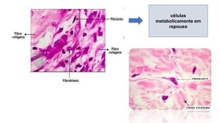 células
metabolicamente em
repouso
 
