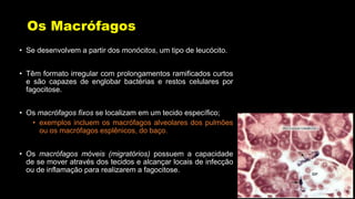 Os Macrófagos
• Se desenvolvem a partir dos monócitos, um tipo de leucócito.
• Têm formato irregular com prolongamentos ramificados curtos
e são capazes de englobar bactérias e restos celulares por
fagocitose.
• Os macrófagos fixos se localizam em um tecido específico;
• exemplos incluem os macrófagos alveolares dos pulmões
ou os macrófagos esplênicos, do baço.
• Os macrófagos móveis (migratórios) possuem a capacidade
de se mover através dos tecidos e alcançar locais de infecção
ou de inflamação para realizarem a fagocitose.
 