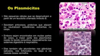Os Plasmócitos
• São pequenas células que se desenvolvem a
partir de um leucócito chamado linfócito B.
• Secretam anticorpos, proteínas que atacam
ou neutralizam substâncias estranhas no
corpo.
• Embora sejam encontrados em muitas partes
do corpo, a maior parte dos plasmócitos
reside no tecido conjuntivo, especialmente nos
sistemas digestório e respiratório.
• Eles também são abundantes nas glândulas
salivares, nos linfonodos, no baço e na
medula óssea vermelha.
 