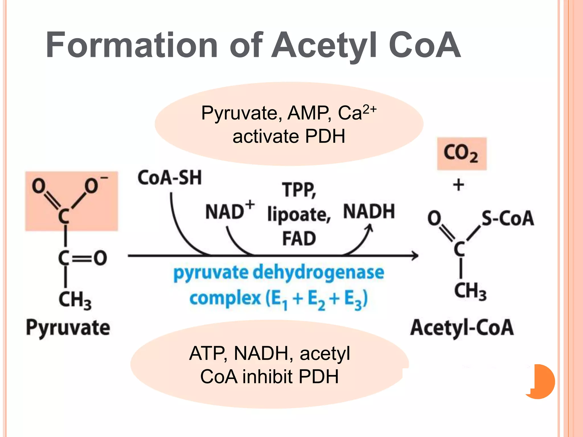 Pdh Inhibit 4.2 glycolysis & TCA cycle.ppt