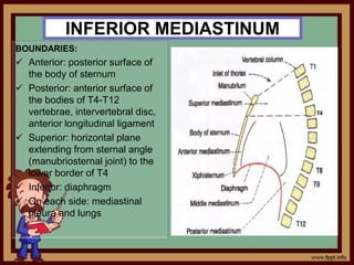 INFERIOR MEDIASTINUM
BOUNDARIES:
 Anterior: posterior surface of
the body of sternum
 Posterior: anterior surface of
the bodies of T4-T12
vertebrae, intervertebral disc,
anterior longitudinal ligament
 Superior: horizontal plane
extending from sternal angle
(manubriosternal joint) to the
lower border of T4
 Inferior: diaphragm
 On each side: mediastinal
pleura and lungs
 