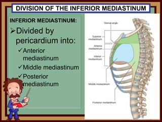 DIVISION OF THE INFERIOR MEDIASTINUM
INFERIOR MEDIASTINUM:
Divided by
pericardium into:
Anterior
mediastinum
Middle mediastinum
Posterior
mediastinum
 