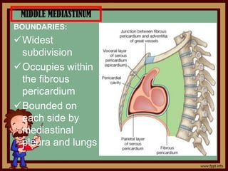 MIDDLE MEDIASTINUM
BOUNDARIES:
Widest
subdivision
Occupies within
the fibrous
pericardium
Bounded on
each side by
mediastinal
pleura and lungs
 