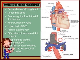 CONTENTS OF MIDDLE MEDIASTINUM
 Pericardium enclosing heart
 Ascending aorta
 Pulmonary trunk with its rt &
lt branches
 Four pulmonary veins
 Lower half of SVC
 Arch of azygos vein
 Bifurcation of trachea- rt & lt
bronchi
 Deep cardiac plexus,
phrenic nerves,
pericardiophrenic vessels,
inferior tracheobronchial
lymph nodes
 