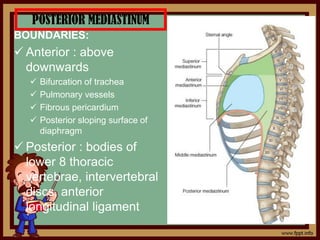 POSTERIOR MEDIASTINUM
BOUNDARIES:
 Anterior : above
downwards
 Bifurcation of trachea
 Pulmonary vessels
 Fibrous pericardium
 Posterior sloping surface of
diaphragm
 Posterior : bodies of
lower 8 thoracic
vertebrae, intervertebral
discs, anterior
longitudinal ligament
 