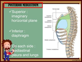 POSTERIOR MEDIASTINUM
Superior :
imaginary
horizontal plane
Inferior :
diaphragm
On each side :
mediastinal
pleura and lungs
 
