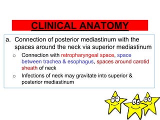 CLINICAL ANATOMY
a. Connection of posterior mediastinum with the
spaces around the neck via superior mediastinum
o Connection with retropharyngeal space, space
between trachea & esophagus, spaces around carotid
sheath of neck
o Infections of neck may gravitate into superior &
posterior mediastinum
 