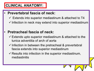 CLINICAL ANATOMY:
• Prevertebral fascia of neck:
 Extends into superior mediastinum & attached to T4
 Infection in neck may extend into superior mediastinum
• Pretracheal fascia of neck:
 Extends upto superior mediastinum & attached to the
tunica adventitia of arch of aorta
 Infection in between the pretracheal & prevertebral
fascia extends into superior mediastinum
 Results into infection in the superior mediastinum,
mediastinitis
 