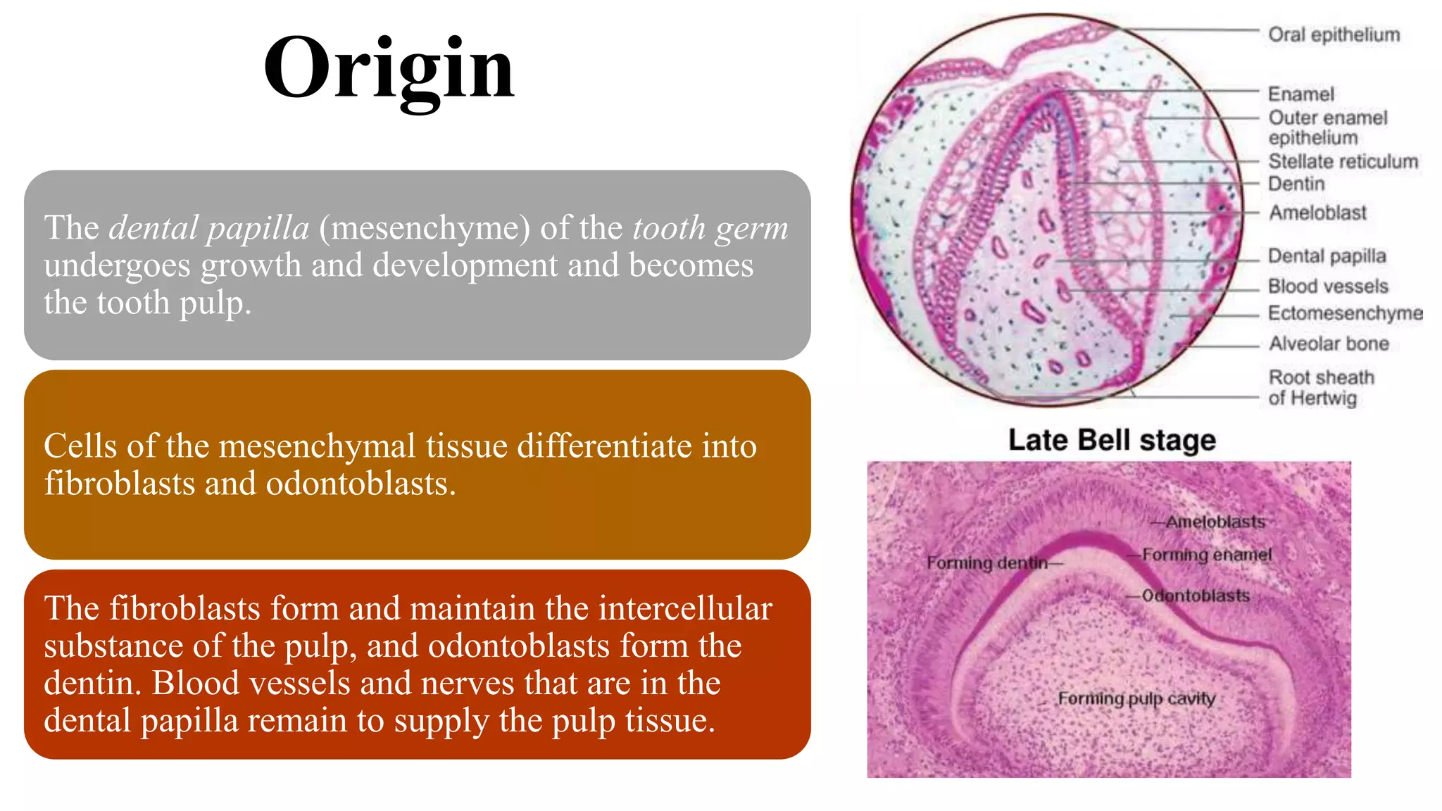 Origin
The dental papilla (mesenchyme) of the tooth germ
undergoes growth and development and becomes
the tooth pulp.
Cells of the mesenchymal tissue differentiate into
fibroblasts and odontoblasts.
The fibroblasts form and maintain the intercellular
substance of the pulp, and odontoblasts form the
dentin. Blood vessels and nerves that are in the
dental papilla remain to supply the pulp tissue.
 