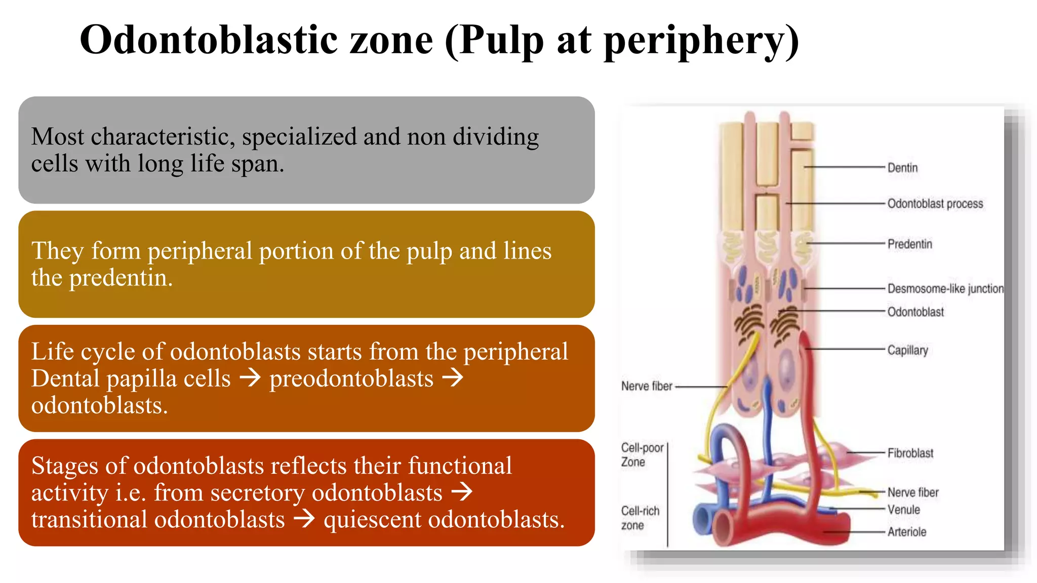 Odontoblastic zone (Pulp at periphery)
Most characteristic, specialized and non dividing
cells with long life span.
They form peripheral portion of the pulp and lines
the predentin.
Life cycle of odontoblasts starts from the peripheral
Dental papilla cells  preodontoblasts 
odontoblasts.
Stages of odontoblasts reflects their functional
activity i.e. from secretory odontoblasts 
transitional odontoblasts  quiescent odontoblasts.
 