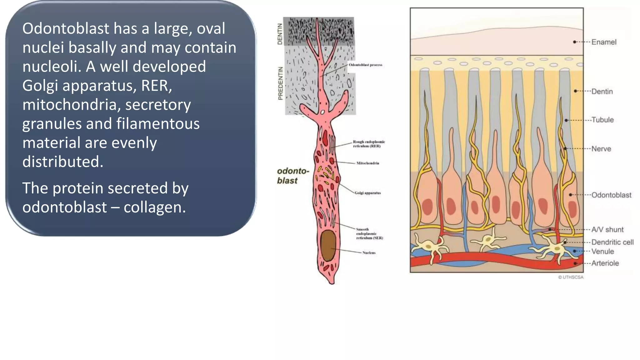 Odontoblast has a large, oval
nuclei basally and may contain
nucleoli. A well developed
Golgi apparatus, RER,
mitochondria, secretory
granules and filamentous
material are evenly
distributed.
The protein secreted by
odontoblast – collagen.
 