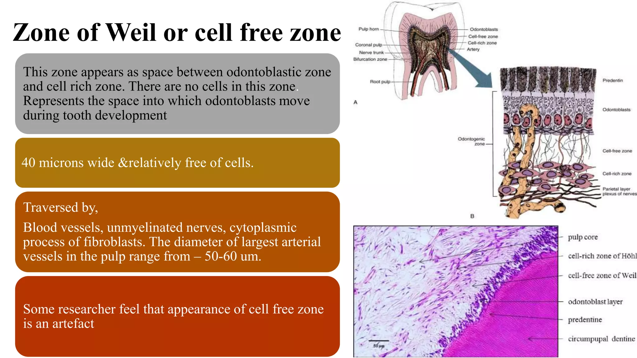 Zone of Weil or cell free zone
This zone appears as space between odontoblastic zone
and cell rich zone. There are no cells in this zone.
Represents the space into which odontoblasts move
during tooth development
40 microns wide &relatively free of cells.
Traversed by,
Blood vessels, unmyelinated nerves, cytoplasmic
process of fibroblasts. The diameter of largest arterial
vessels in the pulp range from – 50-60 um.
Some researcher feel that appearance of cell free zone
is an artefact
 