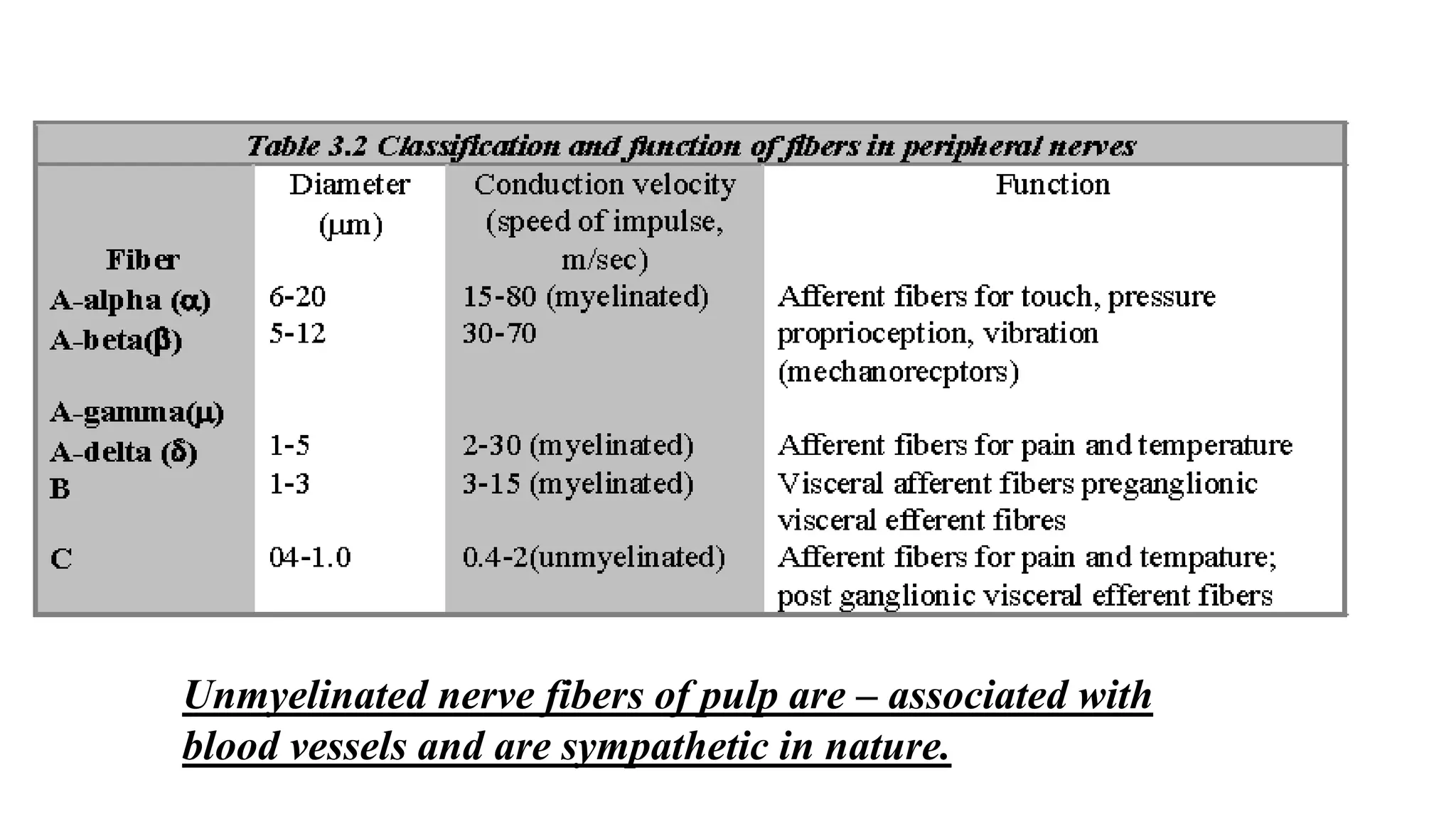 Unmyelinated nerve fibers of pulp are – associated with
blood vessels and are sympathetic in nature.
 