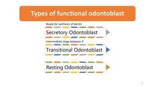 Types of functional odontoblast
15
Ready for synthesis of dentin
Secretory Odontoblast
Intermediate stage between 2
Transitional Odontoblast
Resting Odontoblast
 