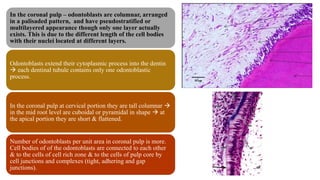 In the coronal pulp – odontoblasts are columnar, arranged
in a palisaded pattern, and have pseudostratified or
multilayered appearance though only one layer actually
exists. This is due to the different length of the cell bodies
with their nuclei located at different layers.
Odontoblasts extend their cytoplasmic process into the dentin
 each dentinal tubule contains only one odontoblastic
process.
In the coronal pulp at cervical portion they are tall columnar 
in the mid root level are cuboidal or pyramidal in shape  at
the apical portion they are short & flattened.
Number of odontoblasts per unit area in coronal pulp is more.
Cell bodies of of the odontoblasts are connected to each other
& to the cells of cell rich zone & to the cells of pulp core by
cell junctions and complexes (tight, adhering and gap
junctions).
 
