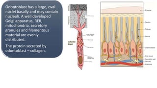 Odontoblast has a large, oval
nuclei basally and may contain
nucleoli. A well developed
Golgi apparatus, RER,
mitochondria, secretory
granules and filamentous
material are evenly
distributed.
The protein secreted by
odontoblast – collagen.
 