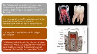 The Pulp is a soft mesenchymal connective
tissue derived from ectomesenchyme &
occupies pulp cavity in the central portion of
the tooth.
It is enclosed all around by dentin except at the
apical portion of the root, where it
communicates with the apical periodontium.
It is a special organ because of the unique
environment.
Pulp is responsible for vitality of tooth & more
specifically dentin. Anything affects dentin may
have its effects on pulp & the disturbance of
pulp may affect quality and quantity of dentin
 