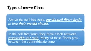 Types of nerve fibers
Above the cell free zone, myelinated fibers begin
to lose their myelin sheath.
In the cell free zone, they form a rich network
responsible for pain. Many of these fibers pass
between the odontoblastic zone.
 