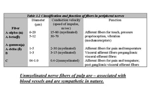 Unmyelinated nerve fibers of pulp are – associated with
blood vessels and are sympathetic in nature.
 