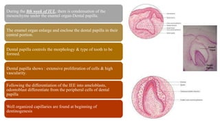 During the 8th week of IUL, there is condensation of the
mesenchyme under the enamel organ-Dental papilla.
The enamel organ enlarge and enclose the dental papilla in their
central portion.
Dental papilla controls the morphology & type of tooth to be
formed.
Dental papilla shows : extensive proliferation of cells & high
vascularity.
Following the differentiation of the IEE into ameloblasts,
odontoblast differentiate from the peripheral cells of dental
papilla
Well organized capillaries are found at beginning of
dentinogenesis
 
