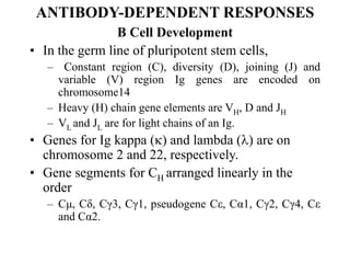 ANTIBODY-DEPENDENT RESPONSES
B Cell Development
• In the germ line of pluripotent stem cells,
– Constant region (C), diversity (D), joining (J) and
variable (V) region Ig genes are encoded on
chromosome14
– Heavy (H) chain gene elements are VH, D and JH
– VL and JL are for light chains of an Ig.
• Genes for Ig kappa () and lambda () are on
chromosome 2 and 22, respectively.
• Gene segments for CH arranged linearly in the
order
– Cμ, Cδ, Cγ3, Cγ1, pseudogene Cε, Cα1, Cγ2, Cγ4, Cε
and Cα2.
 