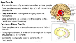 Basal Function Physiology of Nervous System.pptx