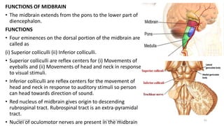 Physiology of Nervous System.pptx