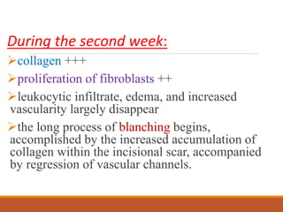 During the second week:
collagen +++
proliferation of fibroblasts ++
leukocytic infiltrate, edema, and increased
vascularity largely disappear
the long process of blanching begins,
accomplished by the increased accumulation of
collagen within the incisional scar, accompanied
by regression of vascular channels.
 