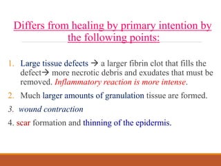 Differs from healing by primary intention by
the following points:
1. Large tissue defects  a larger fibrin clot that fills the
defect more necrotic debris and exudates that must be
removed. Inflammatory reaction is more intense.
2. Much larger amounts of granulation tissue are formed.
3. wound contraction
4. scar formation and thinning of the epidermis.
 