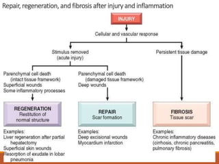 Repair, regeneration, and fibrosis after injury and inflammation
 