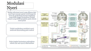 Modulasi
Nyeri
Ketika informasi nyeri yang dibawa dari
saraf tepi menuju spinal cord bergerak
terus ke proksimal menuju tingkatan
yang lebih tinggi (brainstem) terjadi
respon yang lebih kompleks pada sistem
saraf pusat
Tubuh melakukan modulasi nyeri
melewati descending pain control
Pada tingkat brainstem endorphine
tubuh (zat anti nyeri) dikeluarkan
 