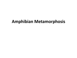 Amphibian Metamorphosis
 