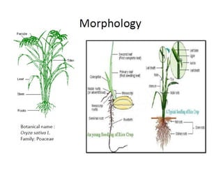 Primary Roots In Rice 4. Rice.pdf