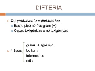 DIFTERIA
 Corynebacterium diphtheriae
 Bacilo pleomórfico gram (+)
 Cepas toxigénicas o no toxigénicas
gravis + agresivo
 4 tipos belfanti
intermedius
mitis
 
