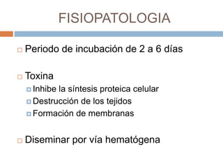 FISIOPATOLOGIA
 Periodo de incubación de 2 a 6 días
 Toxina
 Inhibe la síntesis proteica celular
 Destrucción de los tejidos
 Formación de membranas
 Diseminar por vía hematógena
 