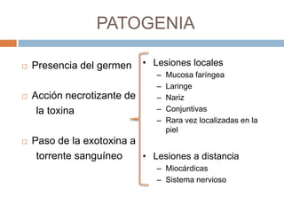 PATOGENIA
 Presencia del germen
 Acción necrotizante de
la toxina
 Paso de la exotoxina a
torrente sanguíneo
• Lesiones locales
– Mucosa faríngea
– Laringe
– Nariz
– Conjuntivas
– Rara vez localizadas en la
piel
• Lesiones a distancia
– Miocárdicas
– Sistema nervioso
 