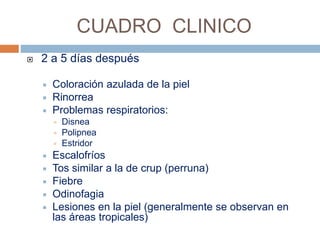 CUADRO CLINICO
 2 a 5 días después
 Coloración azulada de la piel
 Rinorrea
 Problemas respiratorios:
 Disnea
 Polipnea
 Estridor
 Escalofríos
 Tos similar a la de crup (perruna)
 Fiebre
 Odinofagia
 Lesiones en la piel (generalmente se observan en
las áreas tropicales)
 