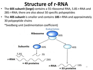 4.Supramolecular protein complexes.pdf