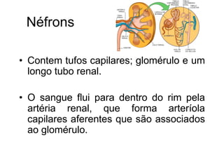 Néfrons
• Contem tufos capilares; glomérulo e um
longo tubo renal.
• O sangue flui para dentro do rim pela
artéria renal, que forma arteríola
capilares aferentes que são associados
ao glomérulo.
 