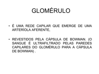 • É UMA REDE CAPILAR QUE EMERGE DE UMA
ARTERÍOLA AFERENTE,
• REVESTIDOS PELA CÁPSULA DE BOWMAN. (O
SANGUE É ULTRAFILTRADO PELAS PAREDES
CAPILARES DO GLOMÉRULO PARA A CÁPSULA
DE BOWMAN) .
GLOMÉRULO
 