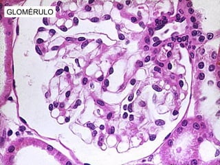 GLOMÉRULO
 