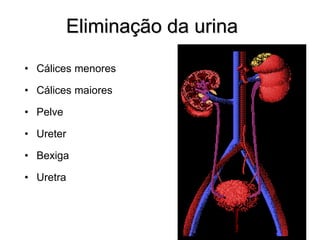 Eliminação da urina
• Cálices menores
• Cálices maiores
• Pelve
• Ureter
• Bexiga
• Uretra
 