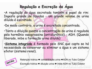Regulação e Excreção da Água
•A regulação da água secretada também é papel do rim:
Ingesta grande de líquidos - um grande volume de urina
diluída é excretada.
•De modo contrário, a urina é excretada concentrada.
•Tanto a diluição quanto a concentração da urina é regulada
pelo hormônio vasopressina (antidiurético) - ADH. (Quando
liberado, inibe a formação urina diluída)
•Sistema integrado é formado pelo SNC que capta se há
necessidade de conservar ou eliminar a água e um sistema
efetor (sistema renal).
Retenção hídrica  concentração urina ADH no Tubo Coletor
Excreção hídrica  diluição urina  Inibe ADH no Tubo Coletor
 