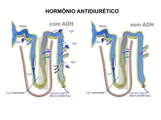 sem ADH
com ADH
HORMÔNIO ANTIDIURÉTICO
 