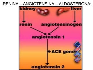 RENINA – ANGIOTENSINA – ALDOSTERONA:
 