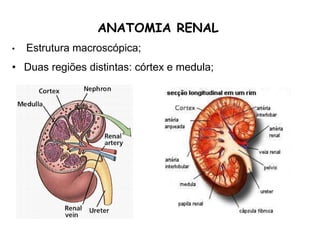 • Estrutura macroscópica;
• Duas regiões distintas: córtex e medula;
ANATOMIA RENAL
 